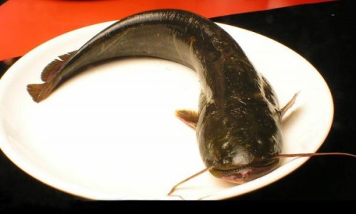 深海鱼与豆腐能同吃吗-深海鱼豆腐的营养价值及功效网 - 网站提供深海鱼豆腐的营养价值及功效与禁忌小常识、深海鱼拼豆